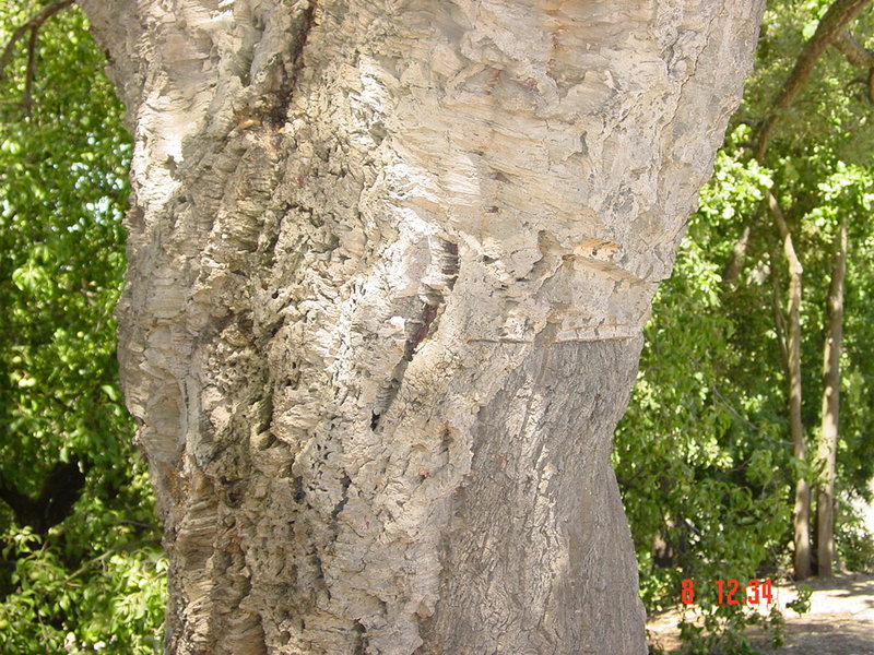 T 11317 Quercus suber