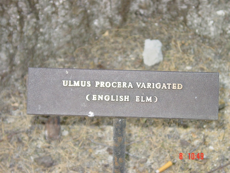 T11324 Ulmus minor 'variegata'