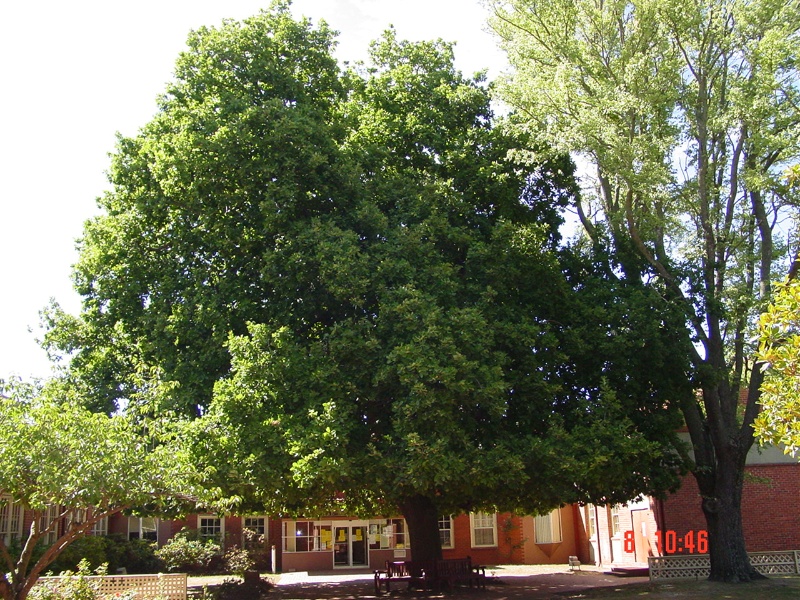 T11325 Quercus robur