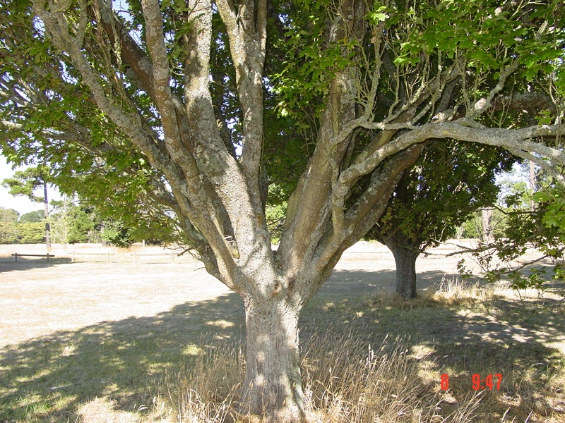 T11329 Quercus robur 'Fastigiata'
