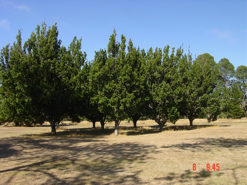 T11329 Quercus robur 'Fastigiata'