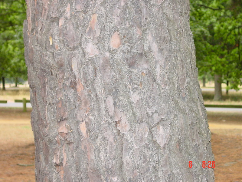 T11330 Pinus contorta var. Contorta