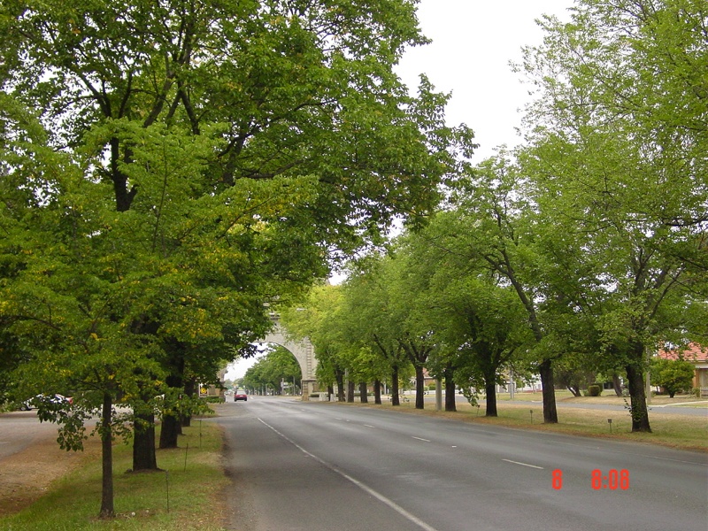 T11335 Ballarat Avenue of Honour - Ulmus Sp. and Populus Sp.