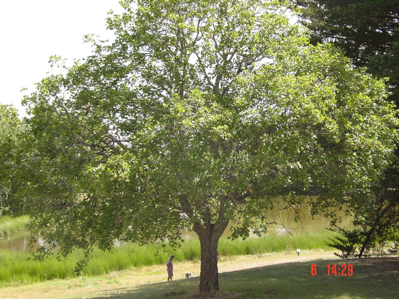 T11435 Acer opalus subsp. obtusatum