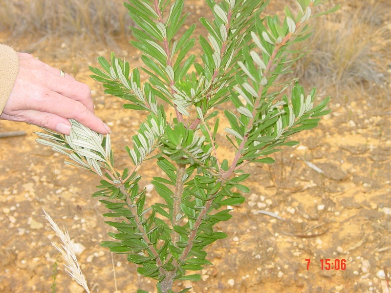 T11519 Banksia marginata Silver Banksia Creswick