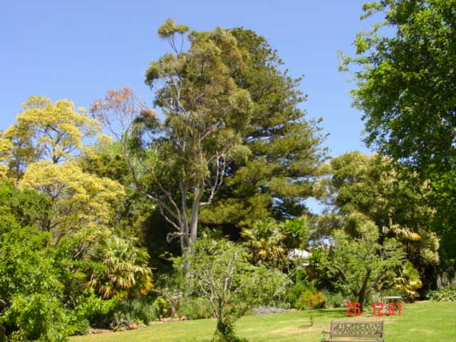 T11064 Araucaria heterophylla