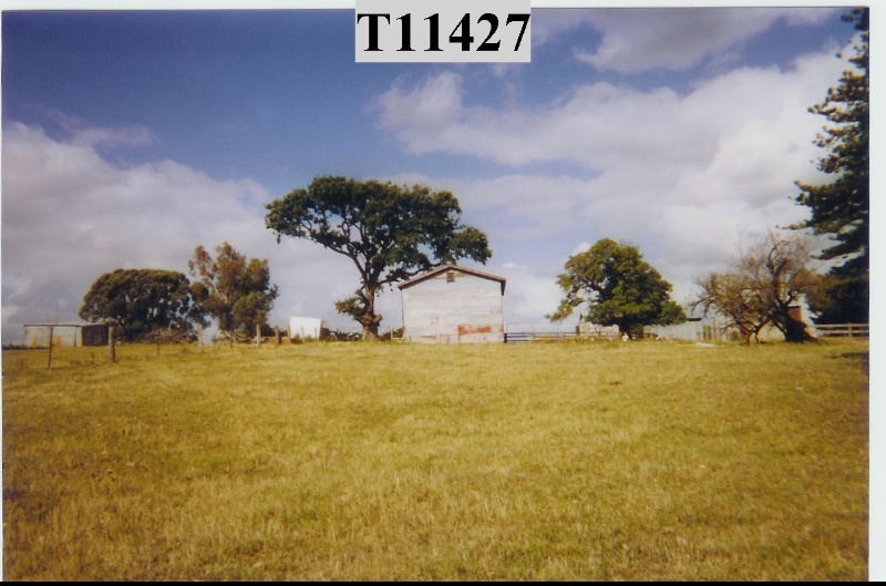 T11427 Quercus robur