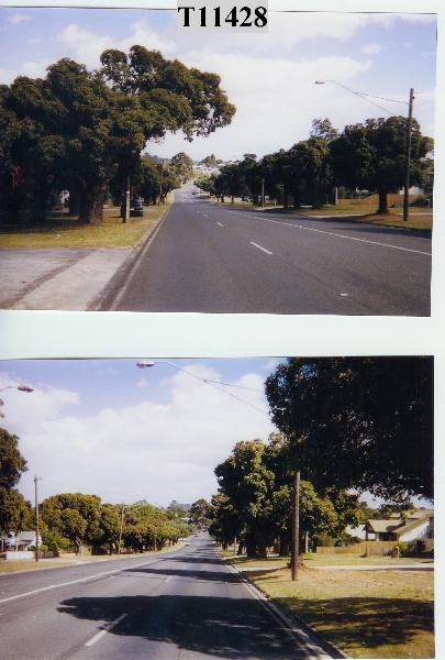 T11428 Corymbia ficifolia