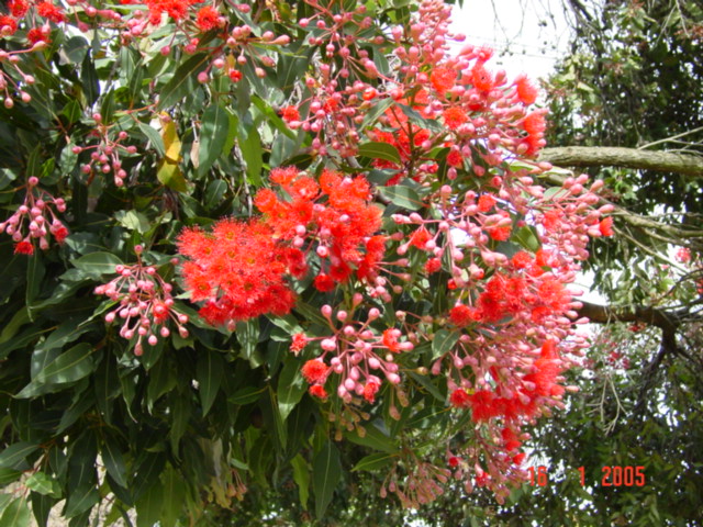 T11428 Corymbia ficifolia