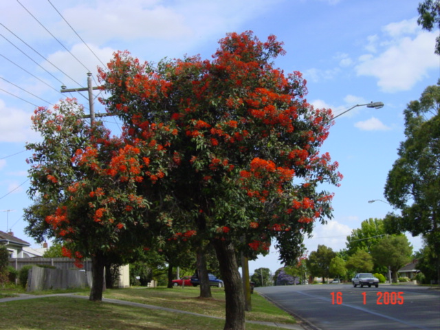 T11428 Corymbia ficifolia