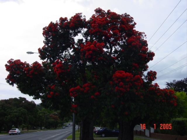 T11428 Corymbia ficifolia