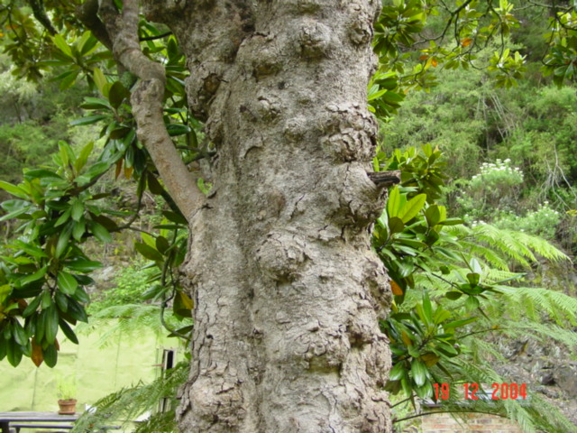 T11975 Magnifolia gradiflora Southern Magnolia Walhalla