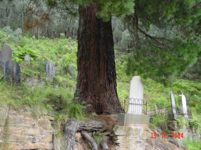 T11981 Pinus radiata