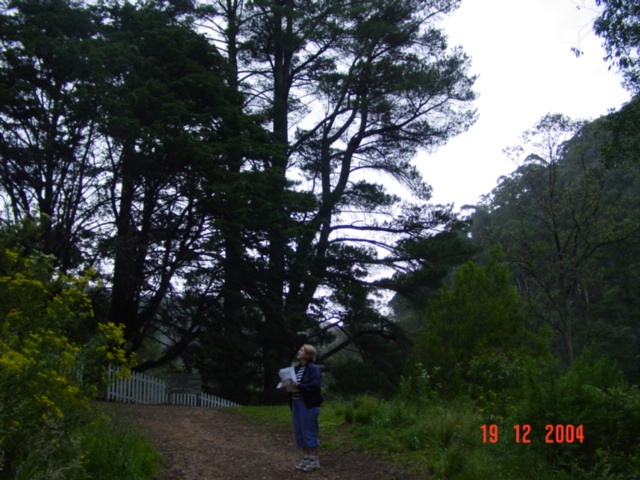 T11981 Pinus radiata