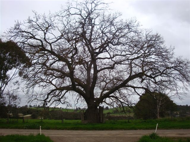 T11558 Quercus suber