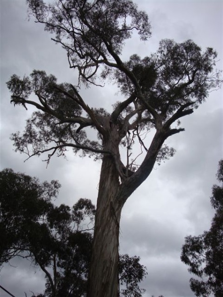 T11559 Eucalyptus melliodora