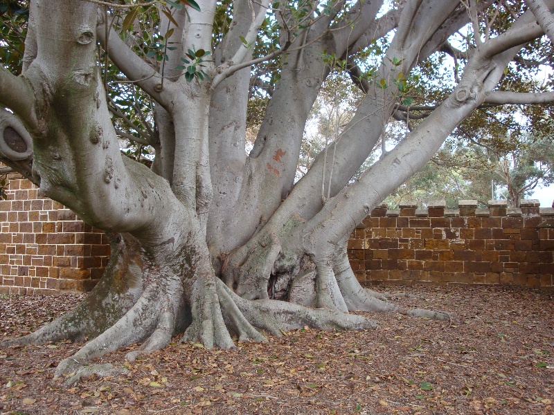 Ficus macrophylla Black Rock