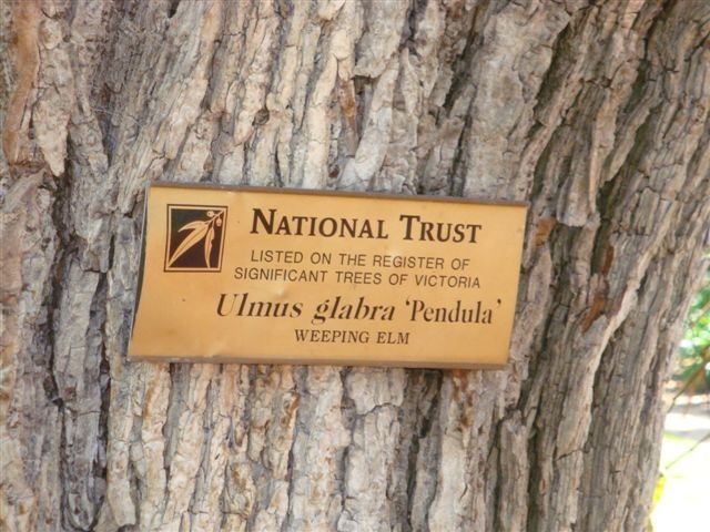 T11412 Ulmus glabra pendula plaque