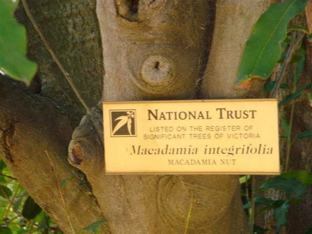 T11413 Macadamia integrifolia plaque