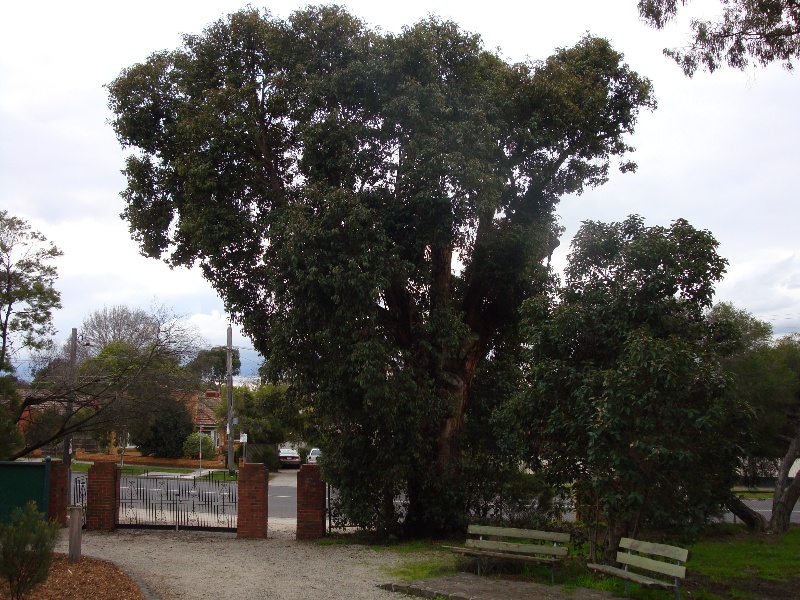 T11954 Corymbia ficifolia