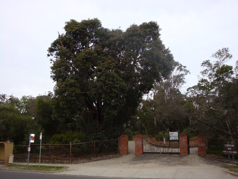 T11954 Corymbia ficifolia