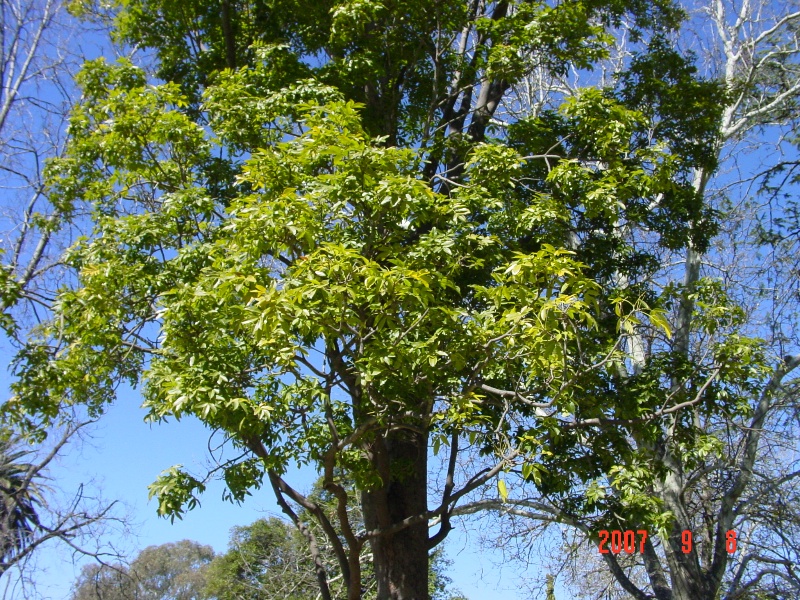 T11361 Flindersia australis