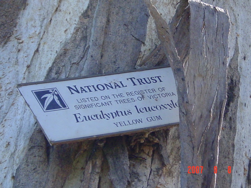 T11362 Eucalyptus leucoxylon