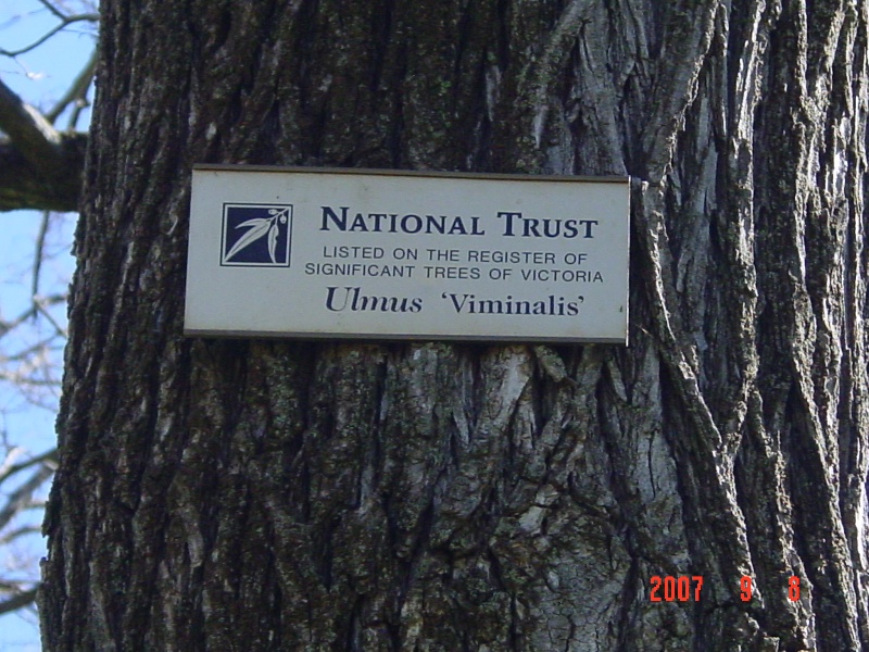 T11363 Ulmus 'Viminalis'