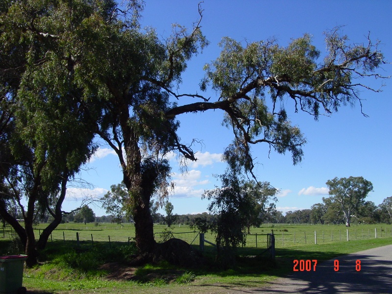 T11366.Eucalyptus melliodora