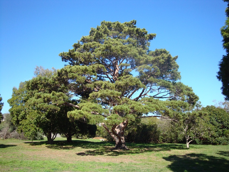 T11444 Pinus sylvestris