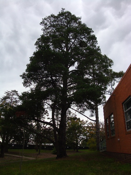 T11759 Pinus muricata