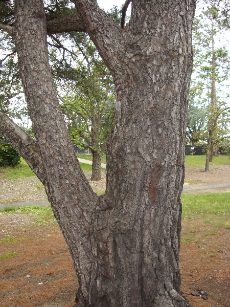 T11759 Pinus muricata