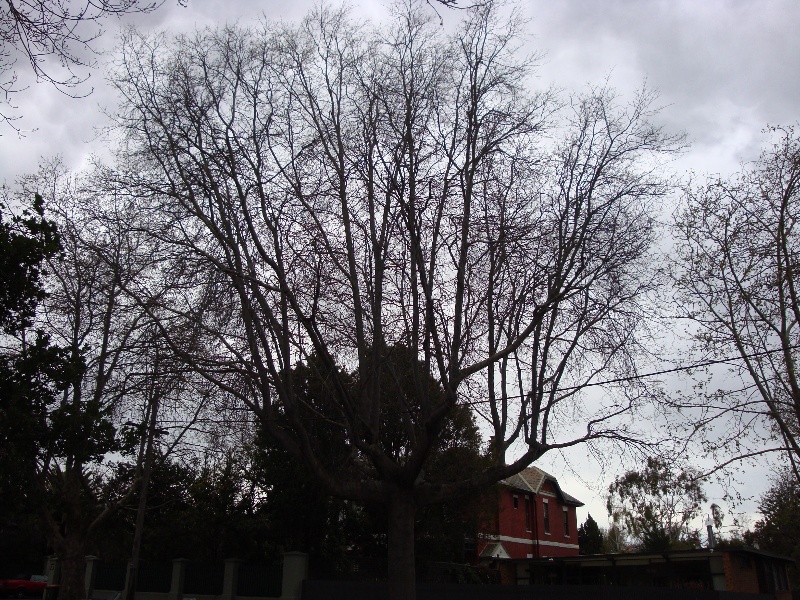 T11761 Quercus velutina