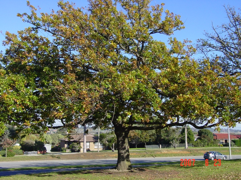 T11389 Quercus canariensis
