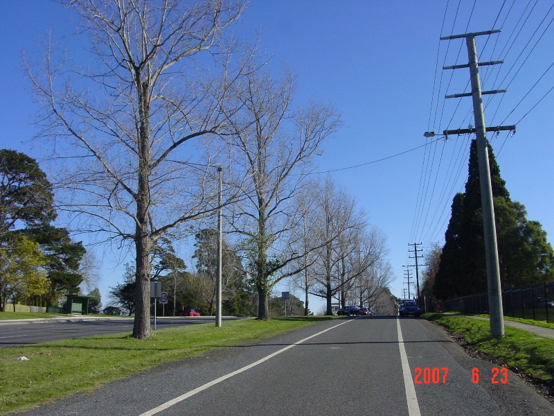 T11390 Populus x canadensis 'Robusta'