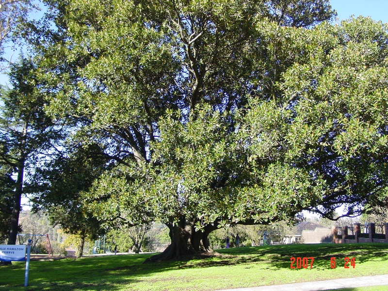 T12035 Ficus macrophylla