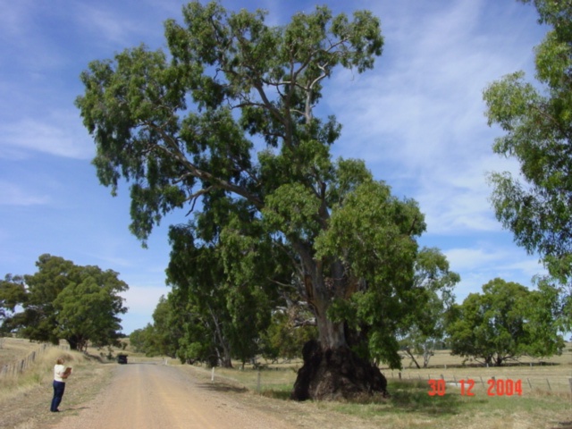 T1117 Eucalyptus camaldulensis Talbot