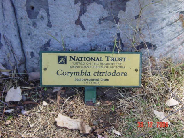 T11845 Corymbia citriodora