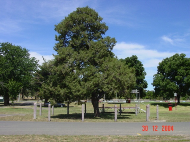 T11846 Juniperus phoenicea