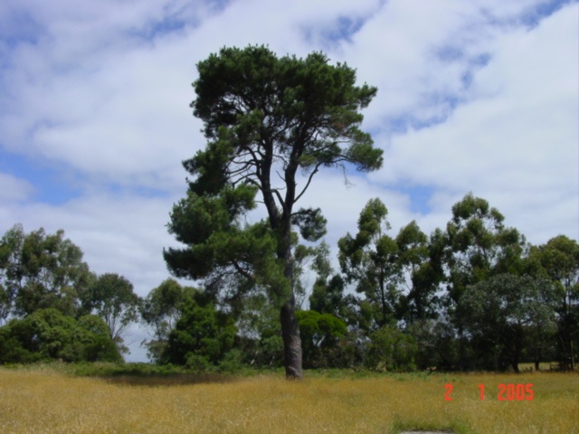 T11500 Pinus pinaster