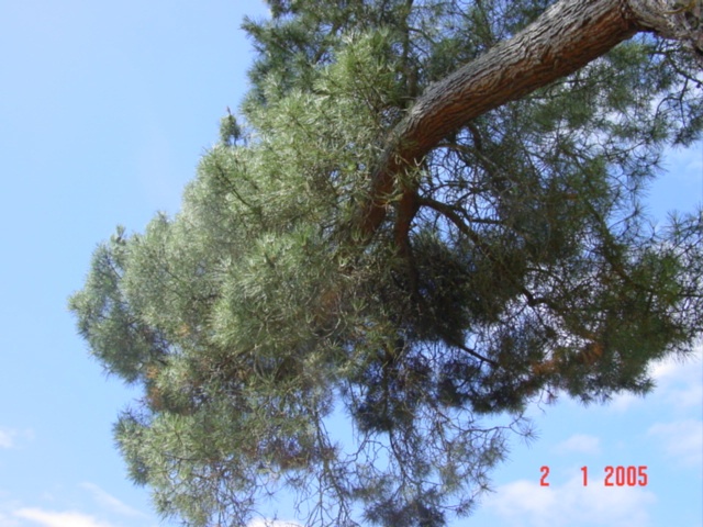T11500 Pinus pinaster