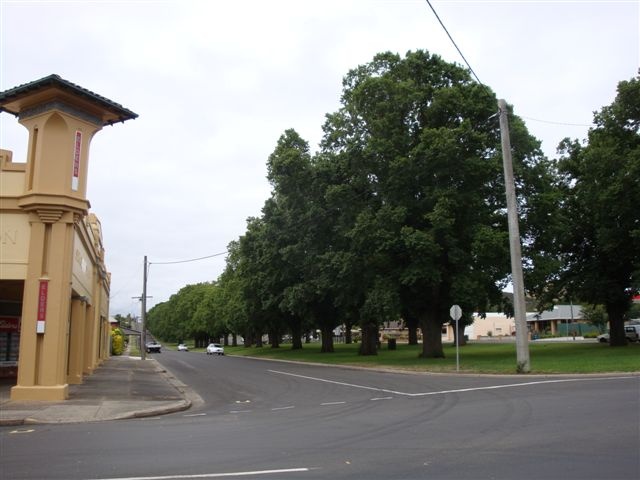 T11449 Ulmus procera