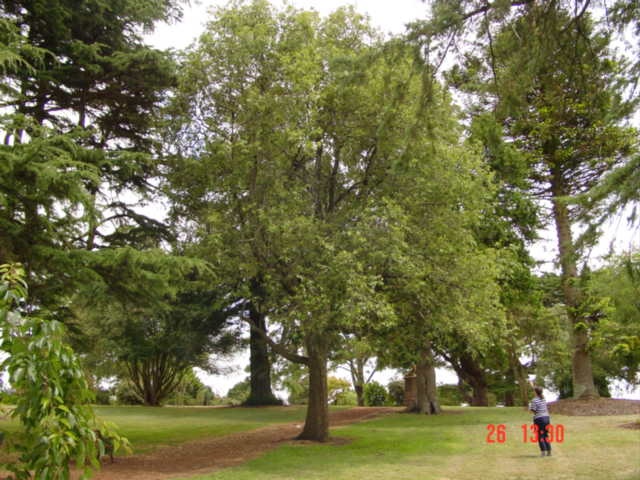 T11452 Quercus leucotrichophora