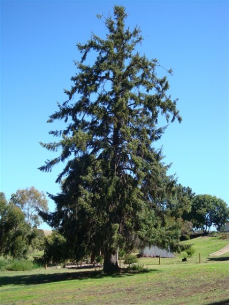 T11715 Picea sitchensis Terang
