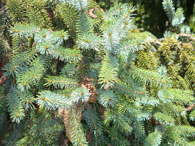 T11715 Picea sitchensis Terang