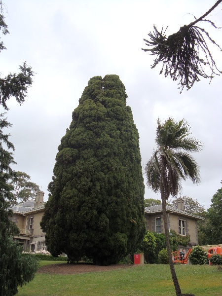 T11717 Cupressus sempervirens