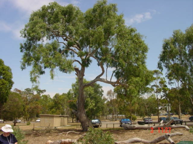T11081 Eucalyptus camaldulensis