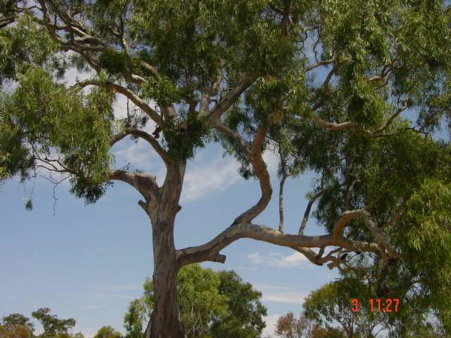 T11081 Eucalyptus camaldulensis