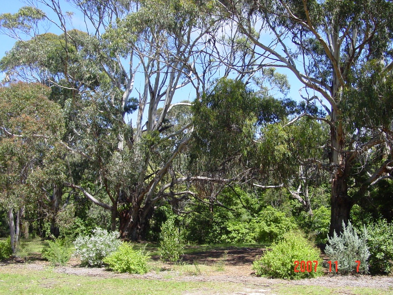 T11009 Eucalyptus globulus subsp. Globulus x E. cypellocarpa