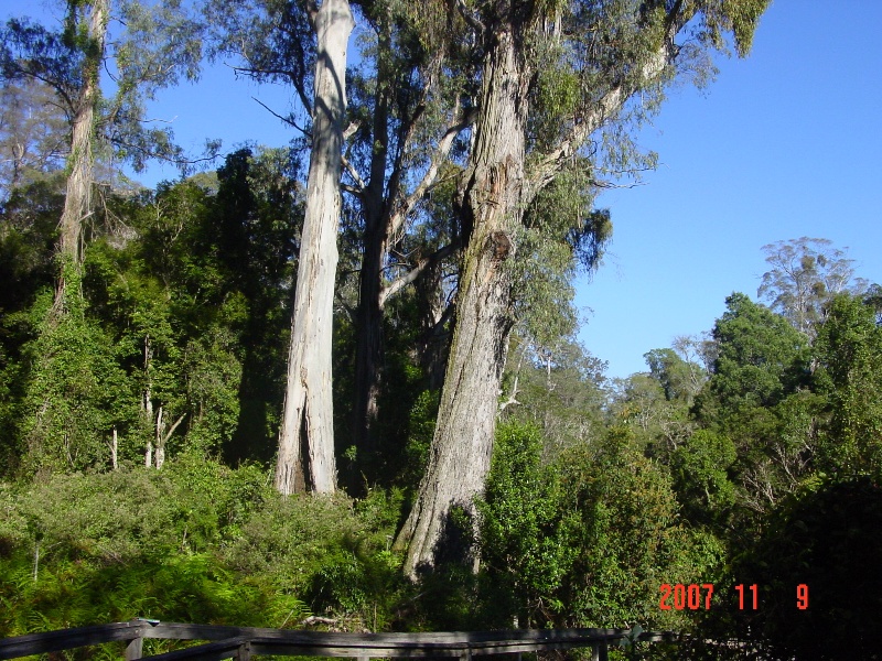 T11039_Eucalyptus elata_River Peppermint_1.jpg